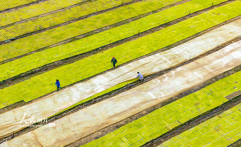 江西都昌：訂單育秧助春耕【3】