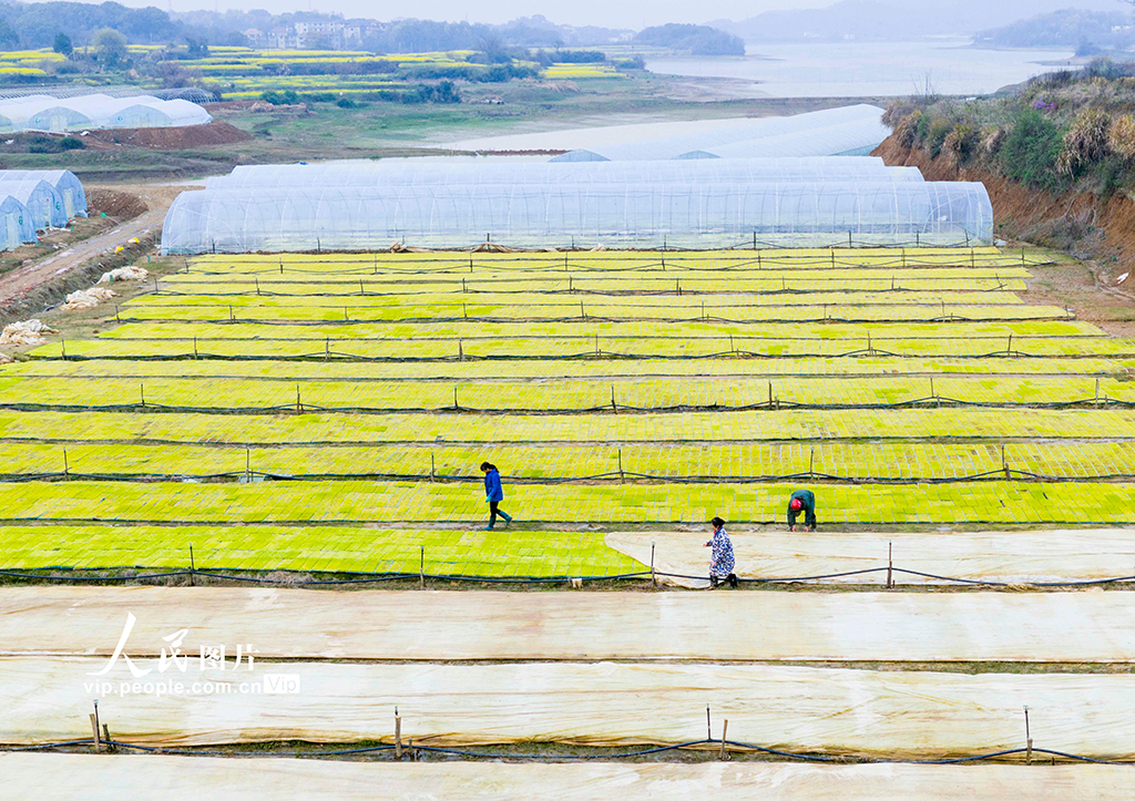 江西都昌：訂單育秧助春耕【5】