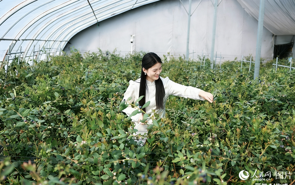 山东利津：体验采摘乐趣【4】