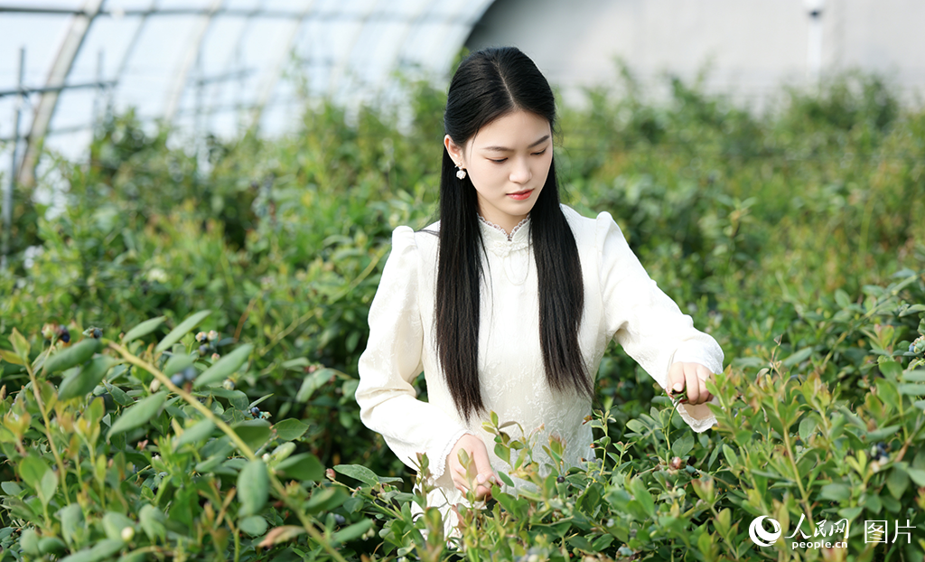 山东利津：体验采摘乐趣【5】