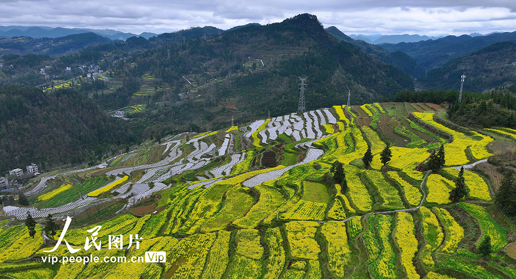 重庆：梯田春耕图【2】