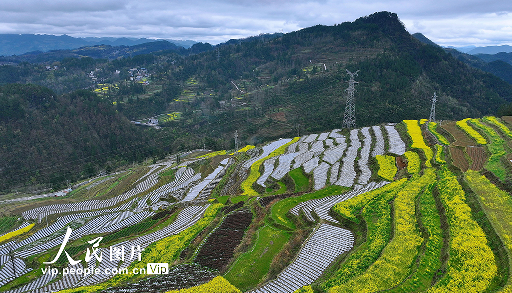 重庆：梯田春耕图【3】