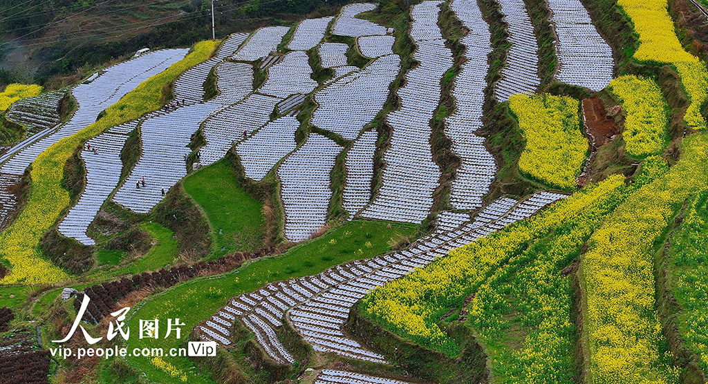 重庆：梯田春耕图【4】