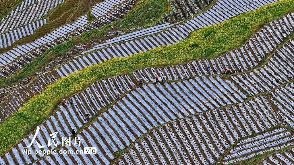 重庆：梯田春耕图【5】