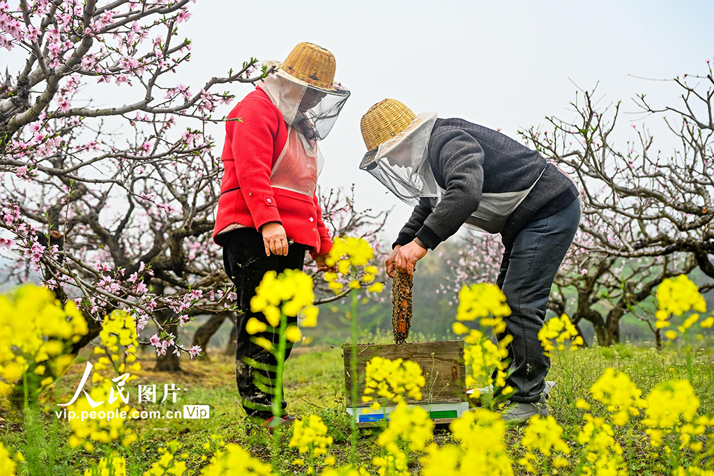 湖北浠水：花间养蜂促增收【2】