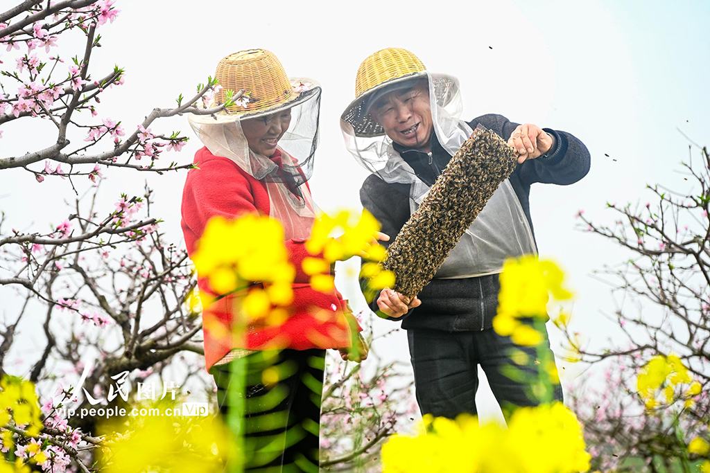 湖北浠水：花间养蜂促增收【3】