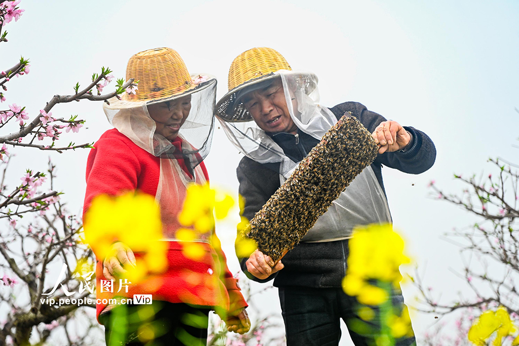 湖北浠水：花间养蜂促增收【4】