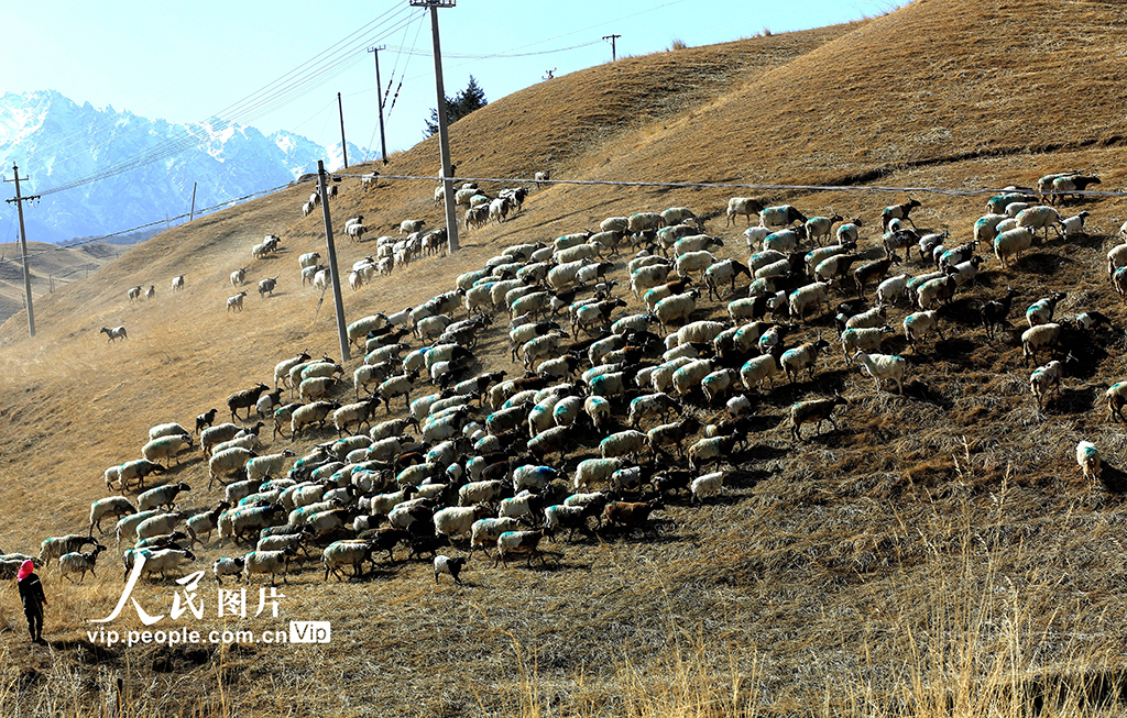 甘肃肃南：羊群返回冬季草场【2】