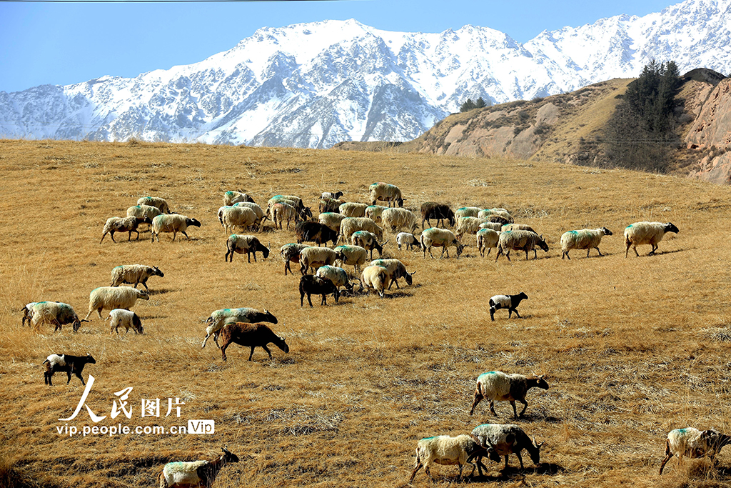 甘肃肃南:羊群返回冬季草场