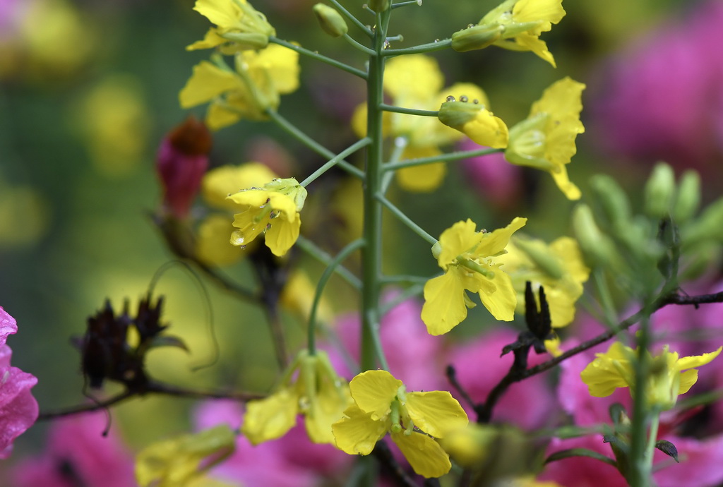 這是江西省婺源縣篁嶺景區的油菜花（3月24日攝）。