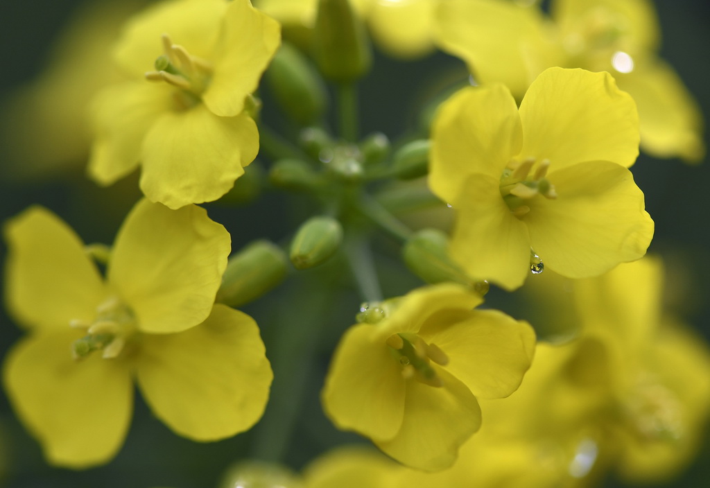 這是江西省婺源縣江嶺景區的油菜花（3月24日攝）。