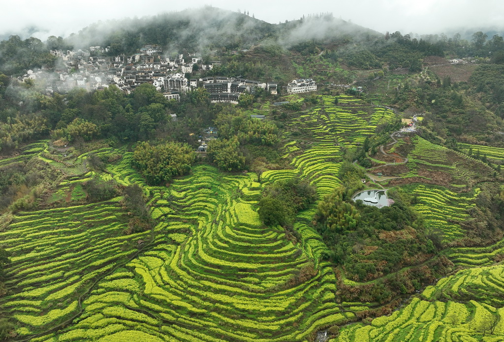 這是3月24日拍攝的江西省婺源縣篁嶺景區的油菜花梯田（無人機照片）。