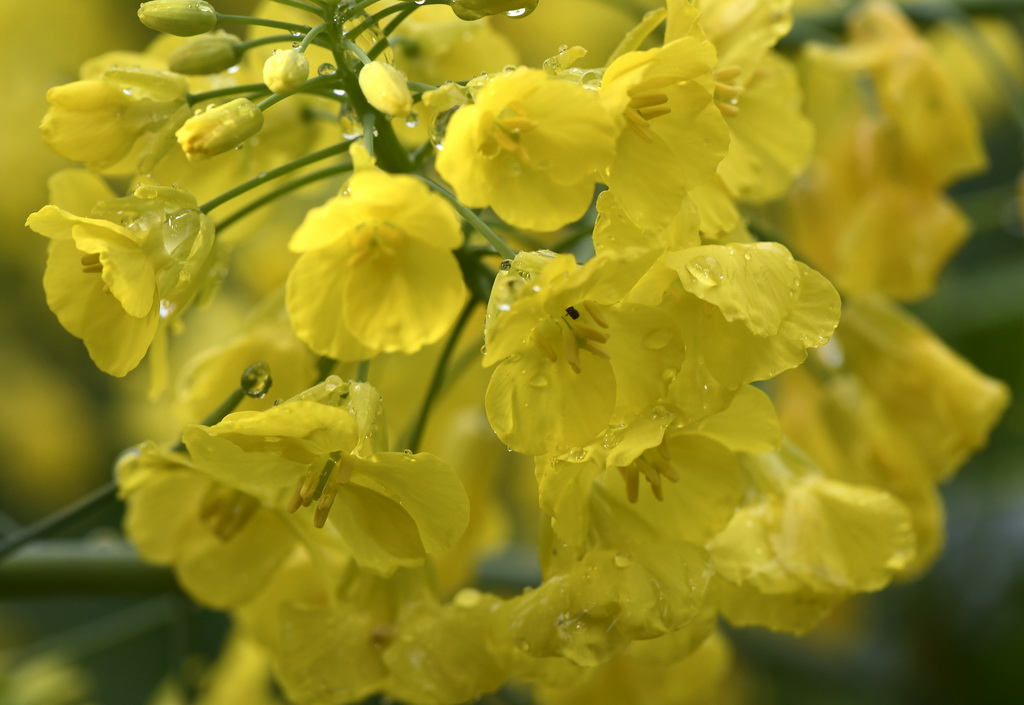 這是江西省婺源縣江嶺景區的油菜花（3月24日攝）。
