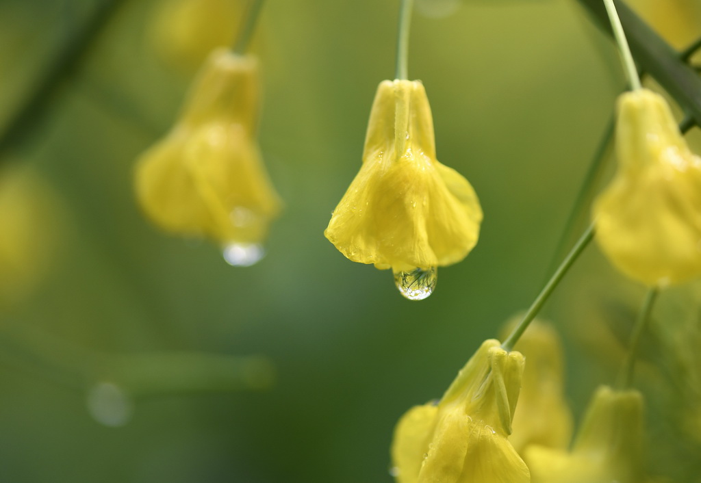 這是江西省婺源縣江嶺景區的油菜花（3月24日攝）。
