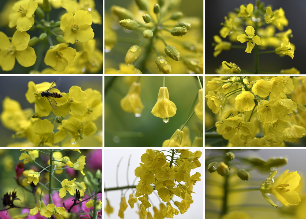 這是3月24日在江西省婺源縣拍攝的油菜花（拼版照片）。