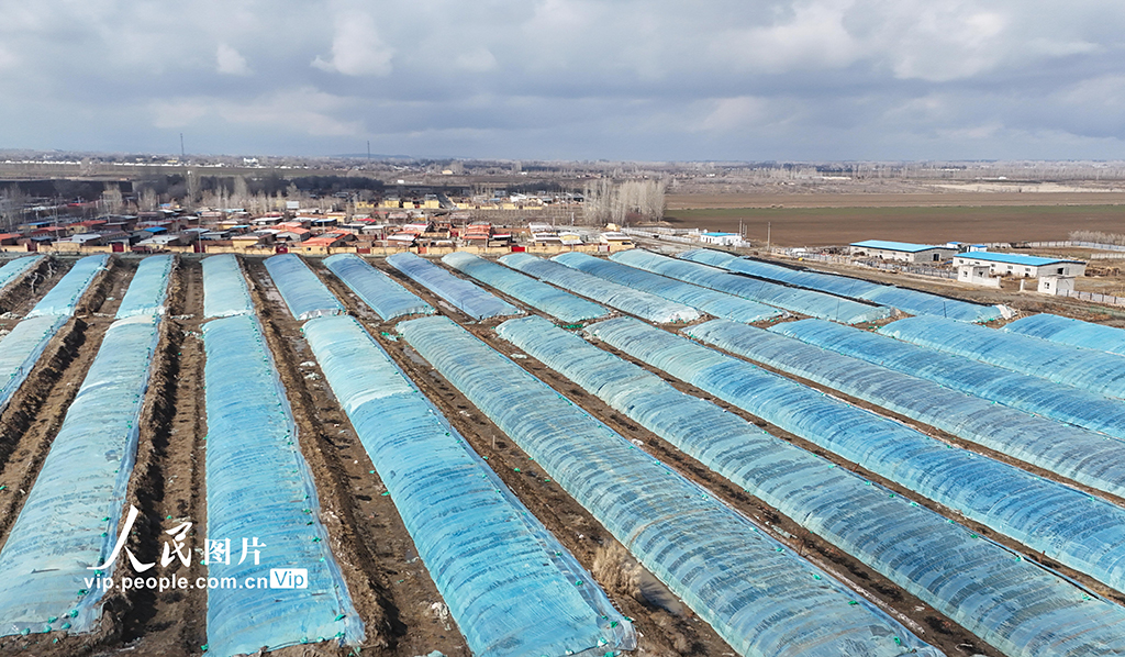 新疆吉木萨尔:春日育苗忙【4】