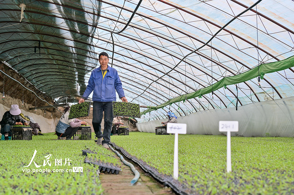 新疆吉木萨尔:春日育苗忙【3】