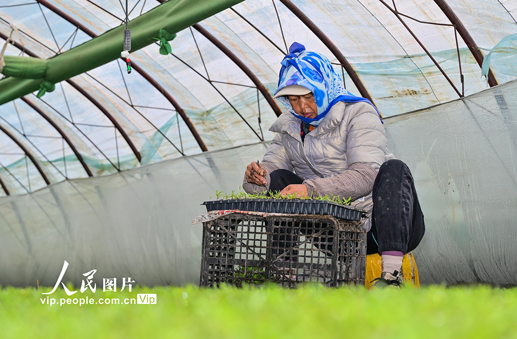 新疆吉木萨尔:春日育苗忙