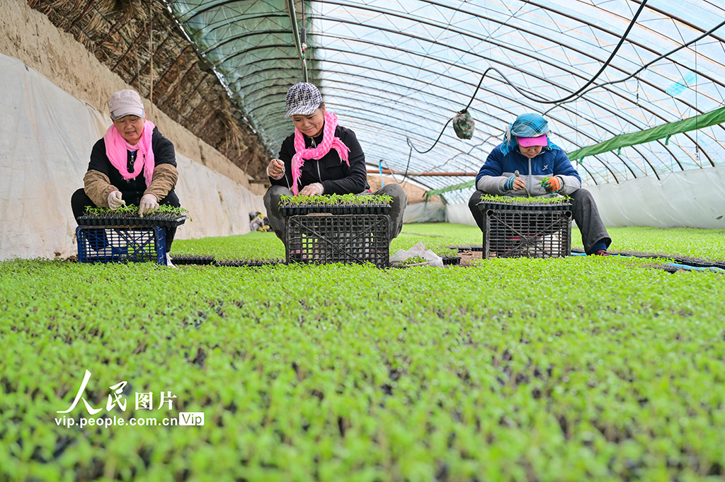 新疆吉木萨尔:春日育苗忙【6】