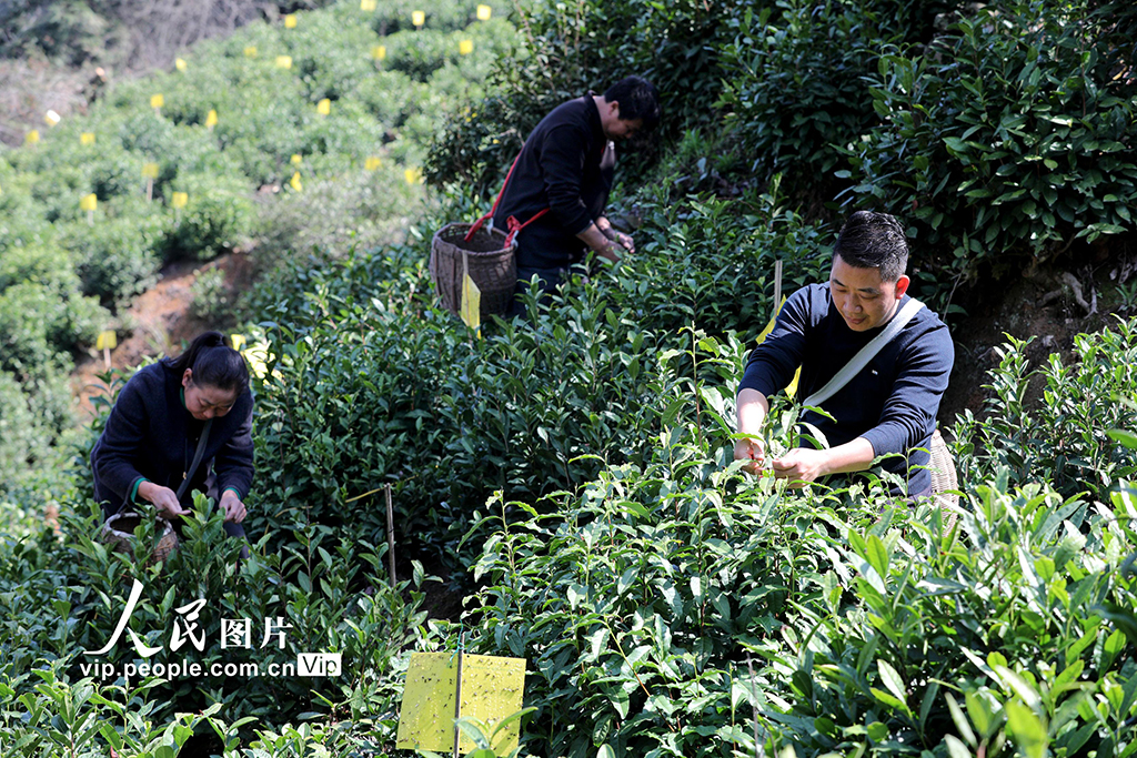 安徽黃山：採摘明前茶 供應市場【2】