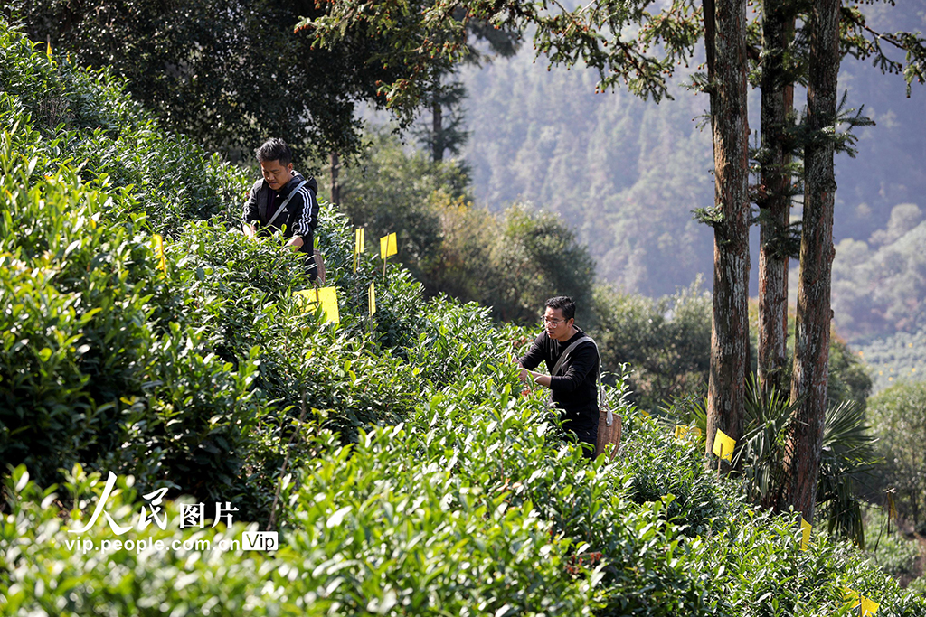 安徽黃山：採摘明前茶 供應市場【3】