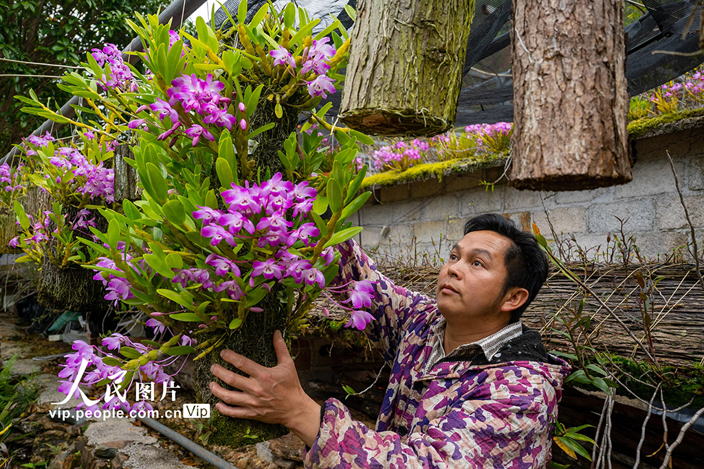 2026年3月26日，在廣西來賓市金秀瑤族自治縣長垌鄉道江村，村民在培育中藥材石斛盆景。