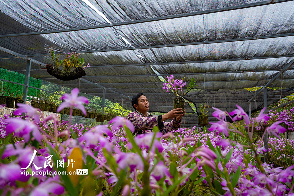 2026年3月26日，在廣西來賓市金秀瑤族自治縣長垌鄉道江村，村民在培育中藥材石斛盆景。