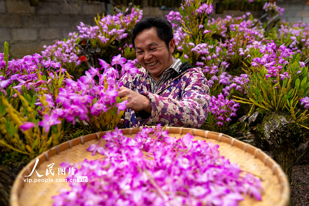 2026年3月26日，在廣西來賓市金秀瑤族自治縣長垌鄉道江村，村民在培育中藥材石斛盆景。