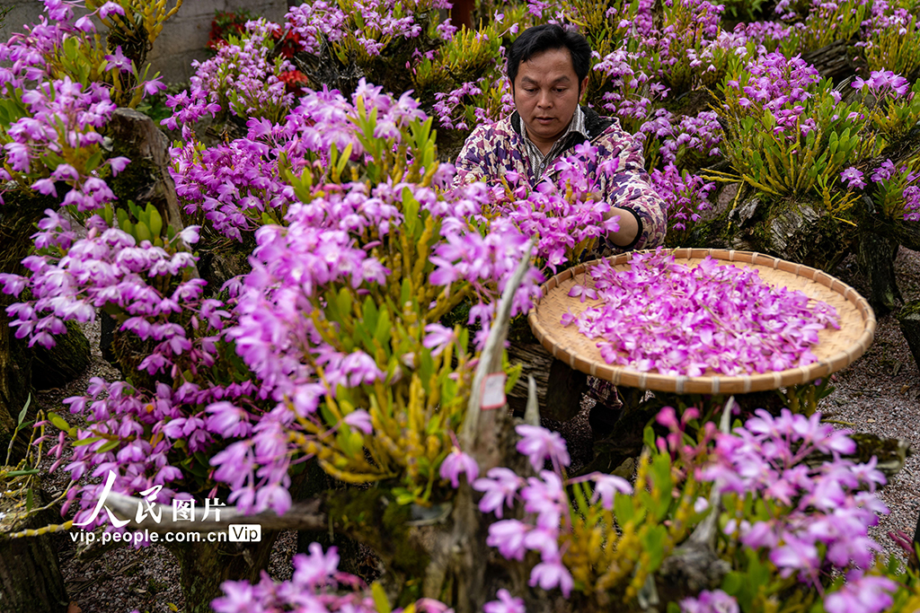 2026年3月26日,在廣西來賓市金秀瑤族自治縣長垌鄉道江村,村民在培育中藥材石斛盆景。