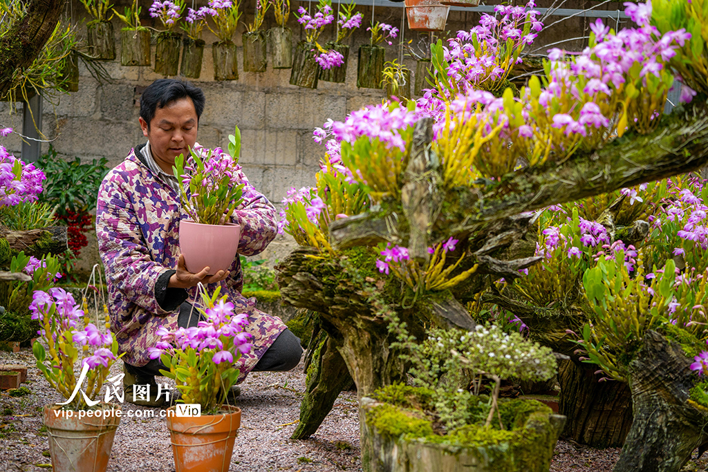 2026年3月26日,在廣西來賓市金秀瑤族自治縣長垌鄉道江村,村民在培育中藥材石斛盆景。