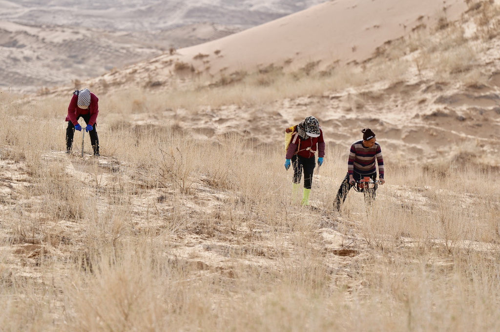 3月25日，治沙工人在位於寧夏中衛市國有林業總場長流水管理站的騰格裡沙漠東南緣補種沙拐棗。