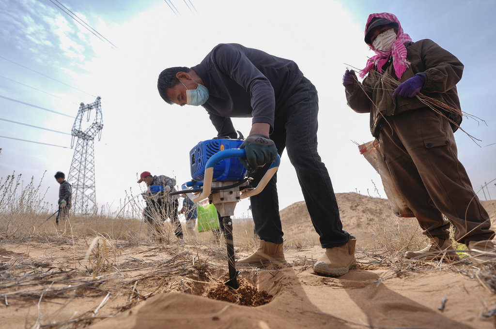 3月25日,治沙工人在位於寧夏中衛市國有林業總場長流水管理站的騰格裡沙漠東南緣補種沙拐棗。