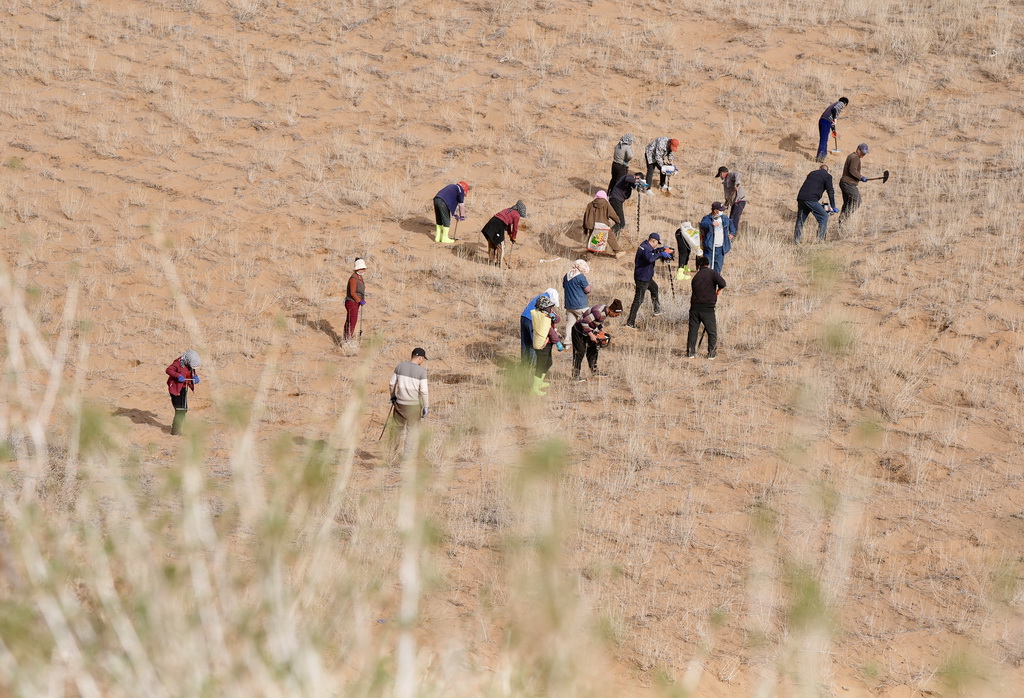 3月25日，治沙工人在位於寧夏中衛市國有林業總場長流水管理站的騰格裡沙漠東南緣補種沙拐棗。