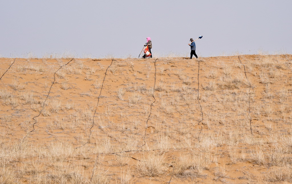 3月25日，治沙工人在位於寧夏中衛市國有林業總場長流水管理站的騰格裡沙漠東南緣補種沙拐棗。