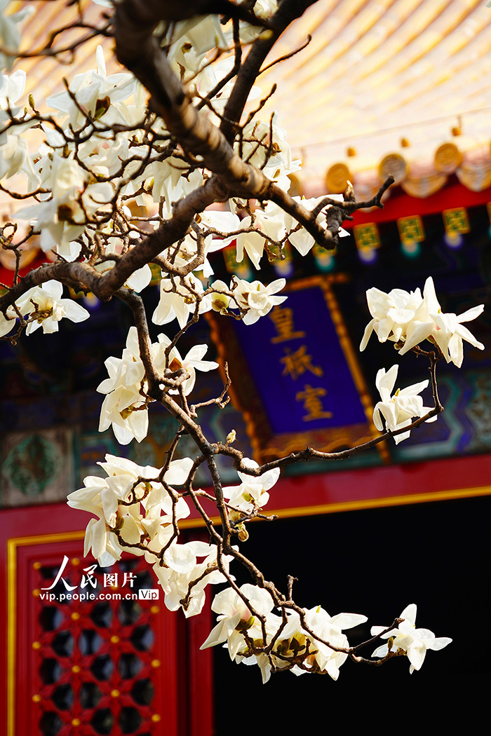 北京：地坛公园玉兰花盛放【5】