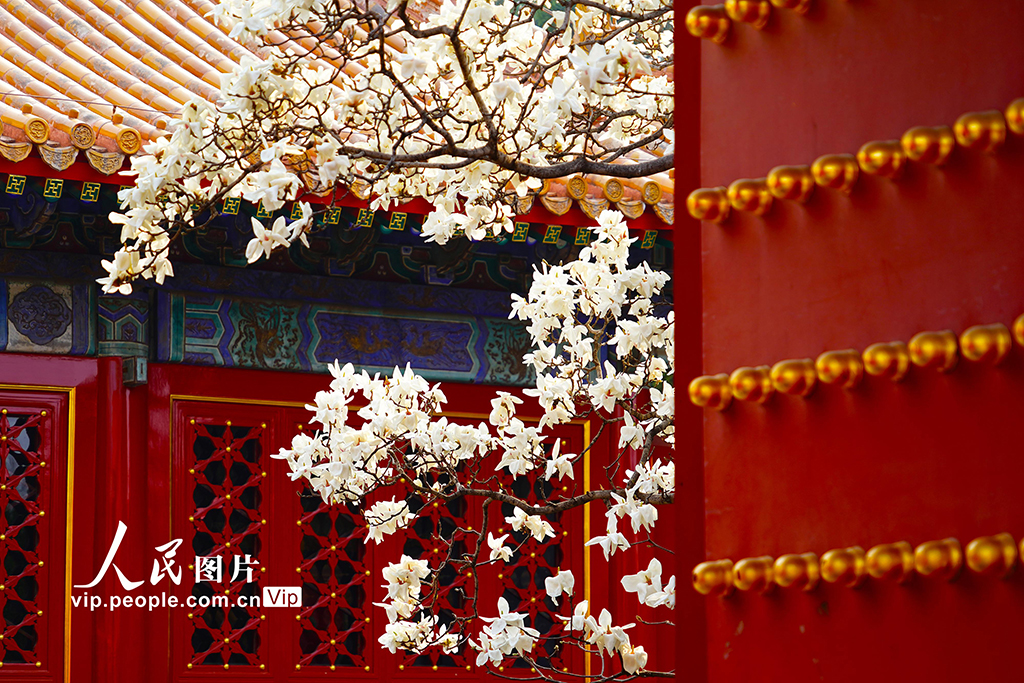 北京：地坛公园玉兰花盛放【6】