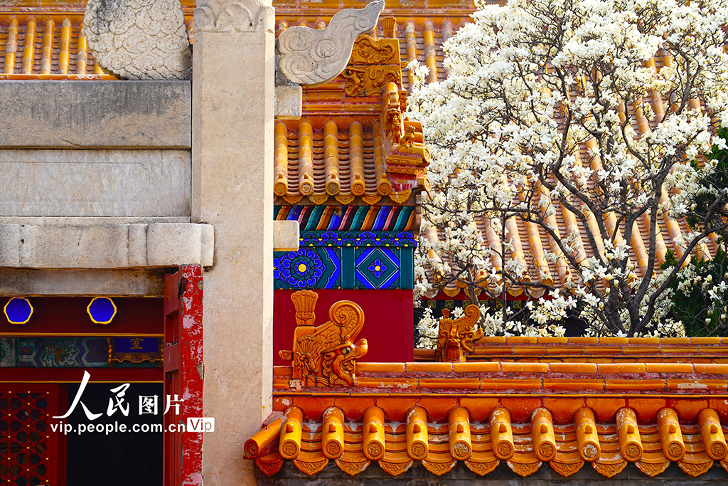 北京：地壇公園玉蘭花盛放【7】