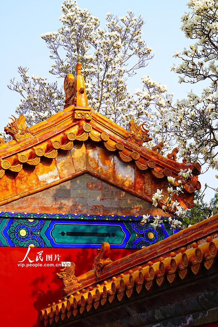 北京：地坛公园玉兰花盛放【8】