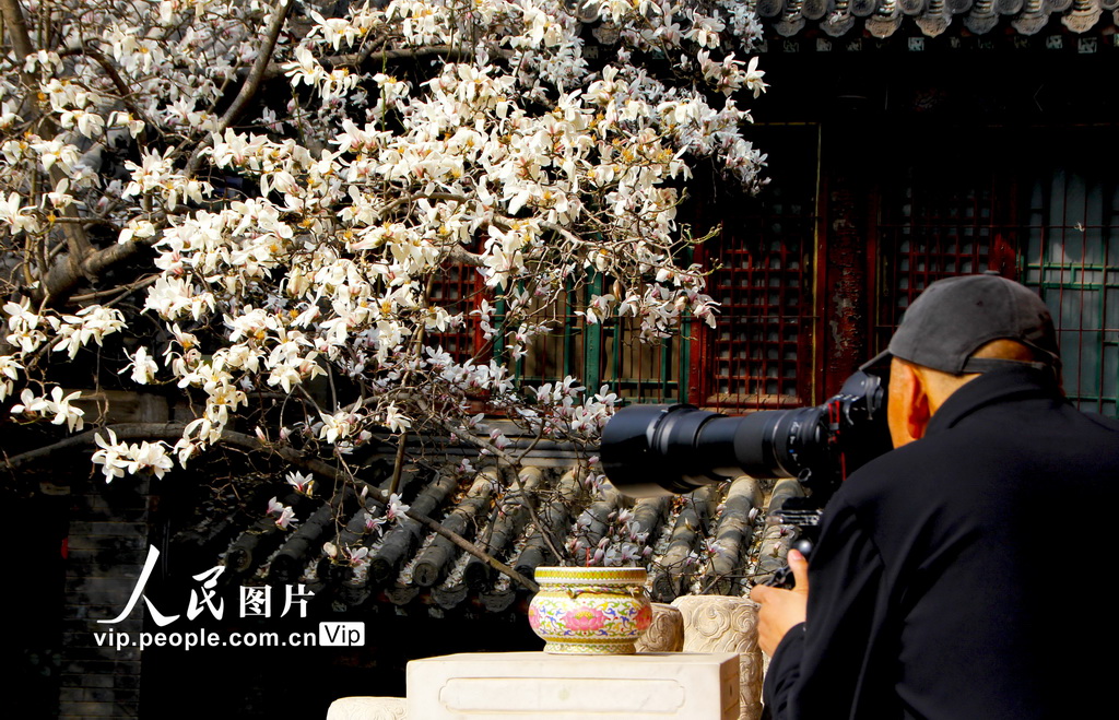 北京：几许春色潭柘寺 千年古刹觅玉兰【5】
