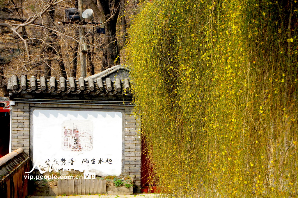 北京：几许春色潭柘寺 千年古刹觅玉兰【7】
