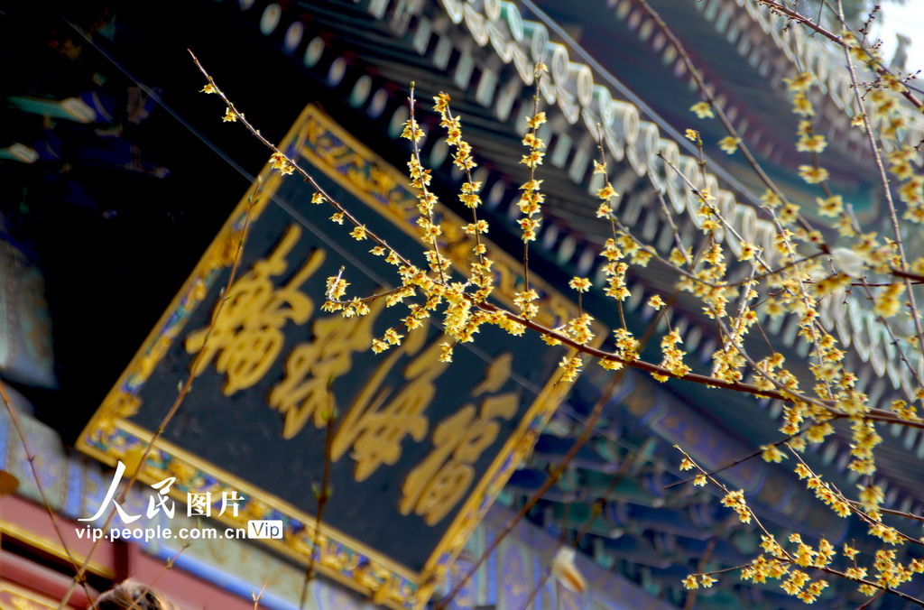 北京：几许春色潭柘寺 千年古刹觅玉兰【8】