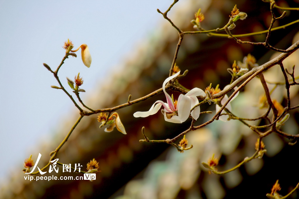 北京:几许春色潭柘寺 千年古刹觅玉兰【10】