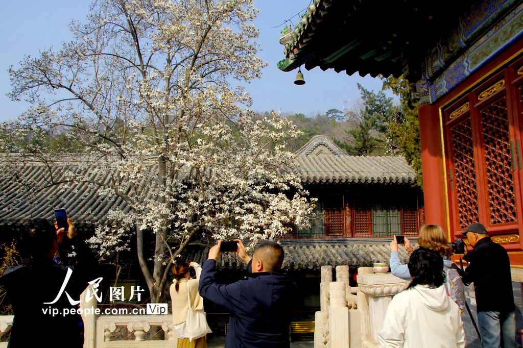 北京:几许春色潭柘寺 千年古刹觅玉兰【11】