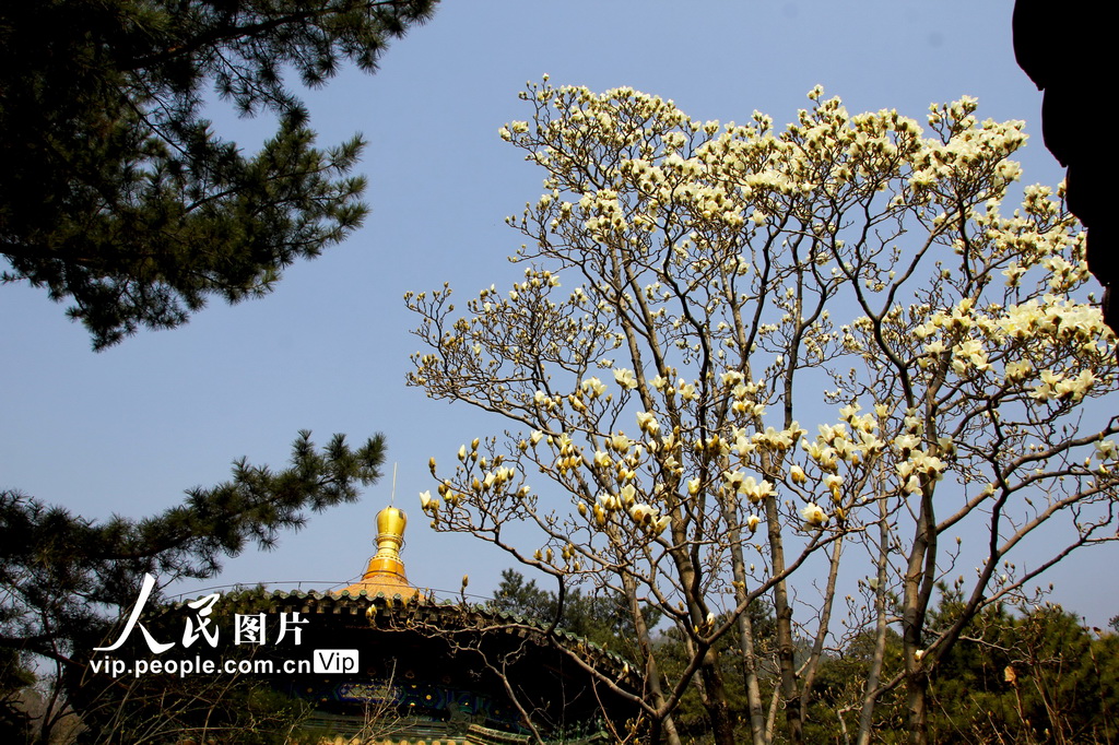 北京:几许春色潭柘寺 千年古刹觅玉兰【12】