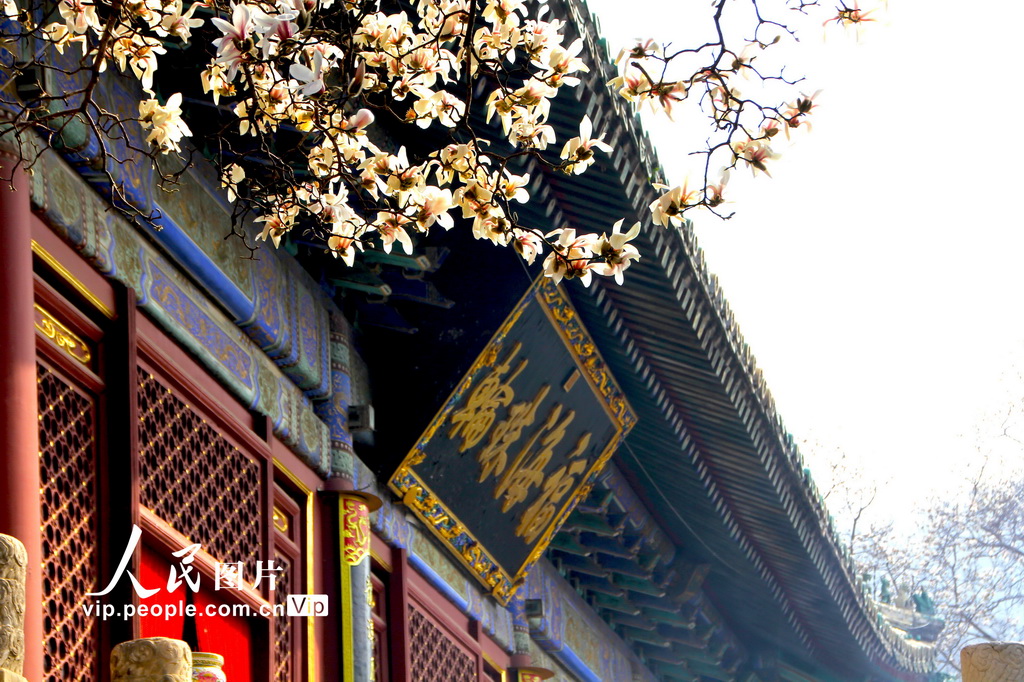 北京：几许春色潭柘寺 千年古刹觅玉兰【13】