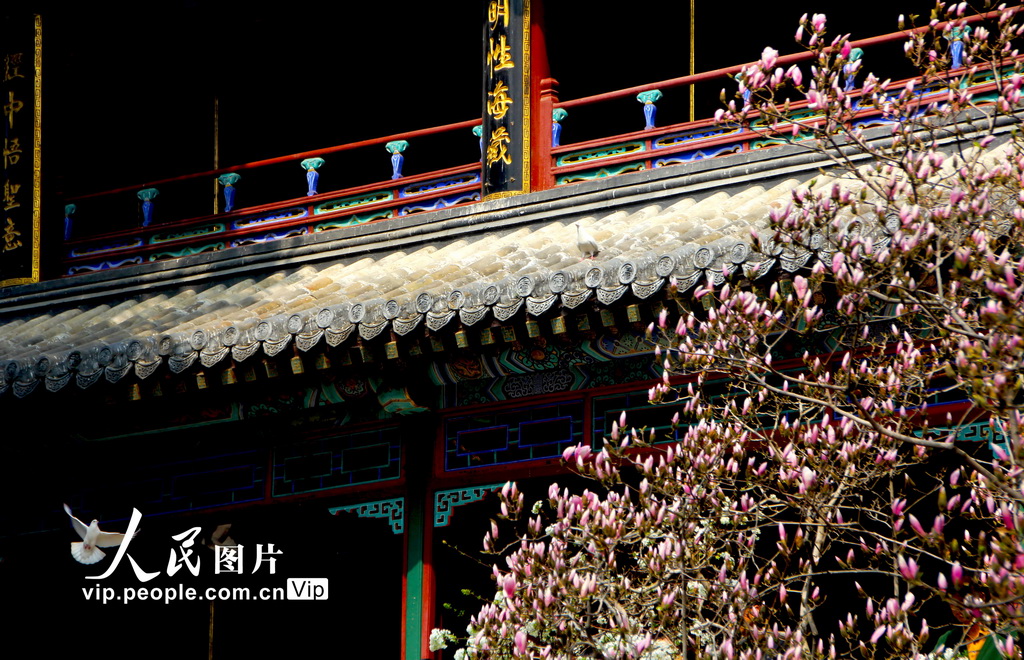 北京:几许春色潭柘寺 千年古刹觅玉兰【18】