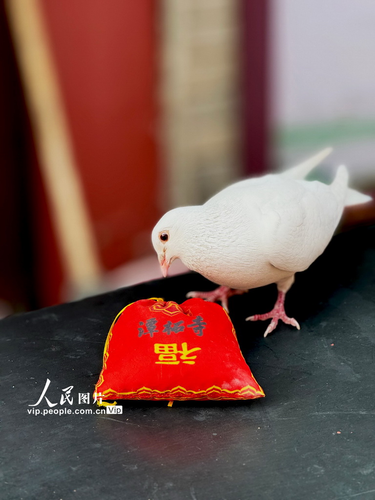 北京：几许春色潭柘寺 千年古刹觅玉兰【19】
