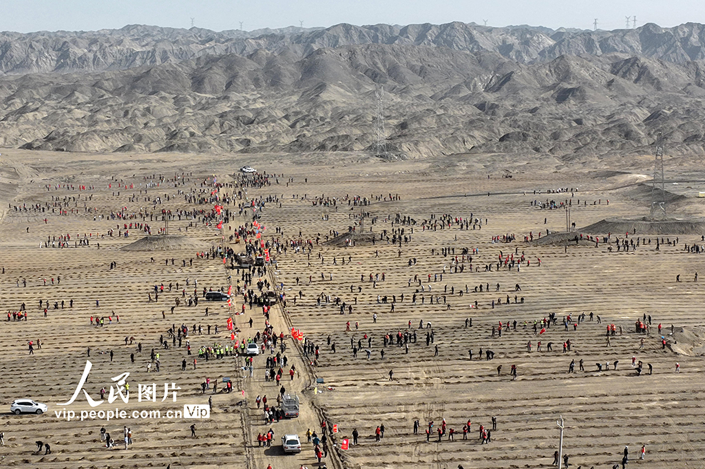 新疆巴州：栽植胡杨“锁”黄沙【2】