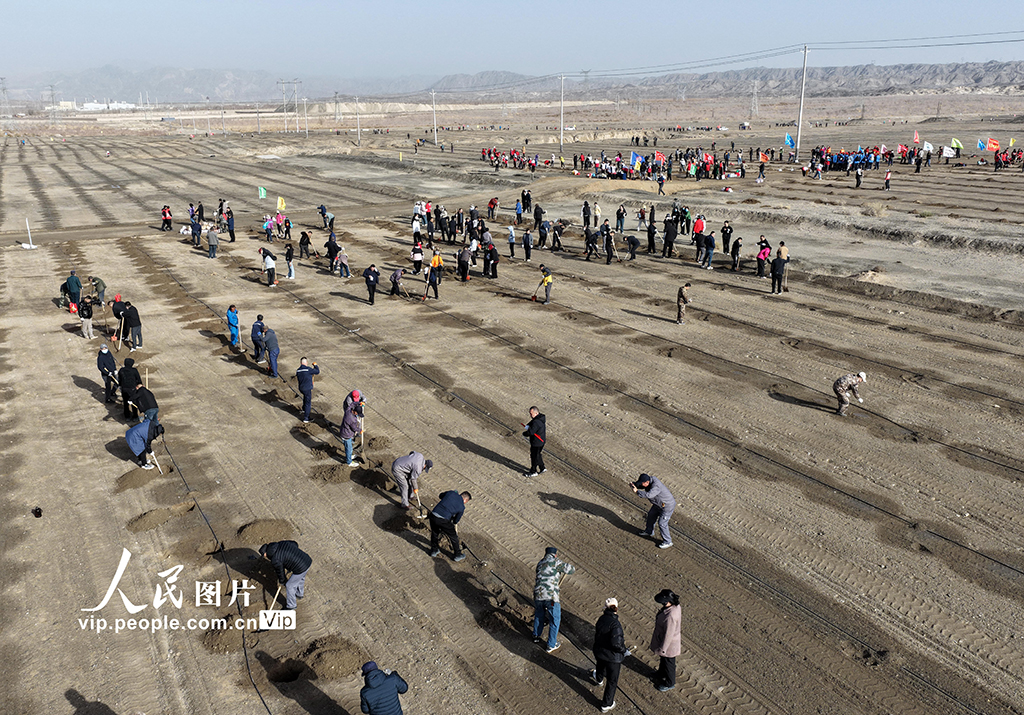 新疆巴州：栽植胡楊“鎖”黃沙【3】