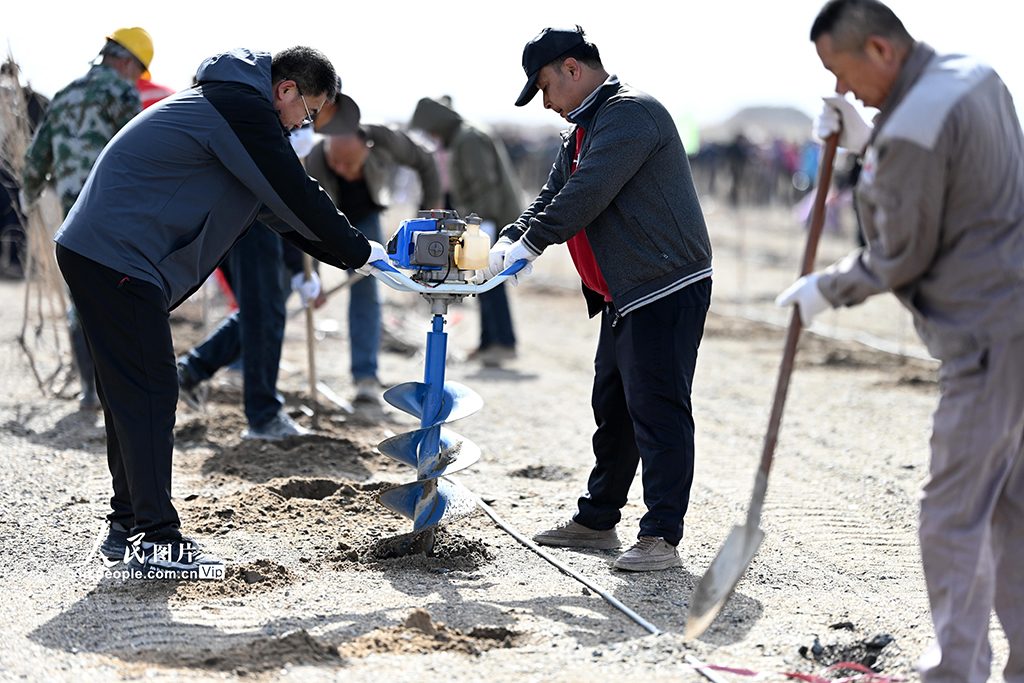 新疆巴州：栽植胡楊“鎖”黃沙【4】